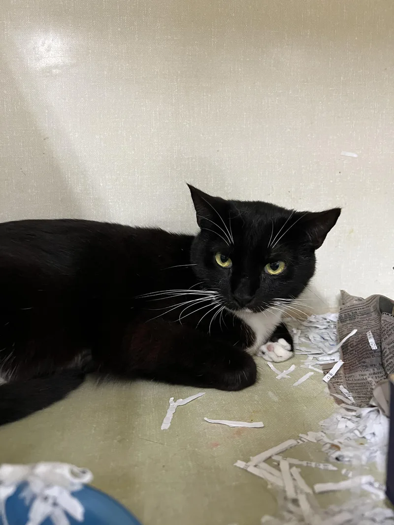 A young medium-sized female Black & White / Tuxedo Domestic Short Hair cat named Azula for adoption in Worcester, MA