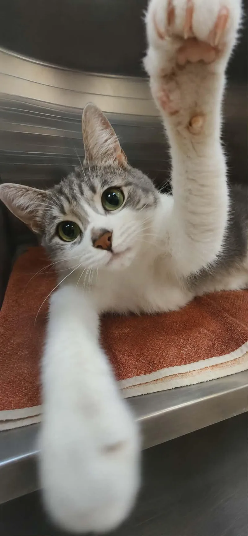 An adult medium-sized female Tabby (Gray / Blue / Silver) Domestic Short Hair cat named Sable for adoption in Chambersburg, PA