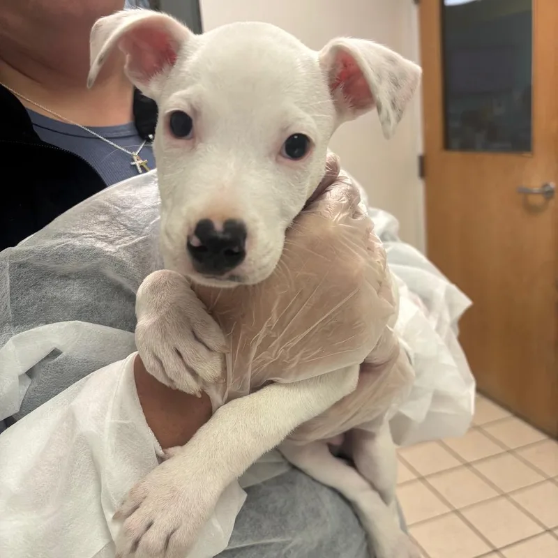A baby small-sized male White / Cream Mixed Breed dog named Crash for adoption in Charleston, WV