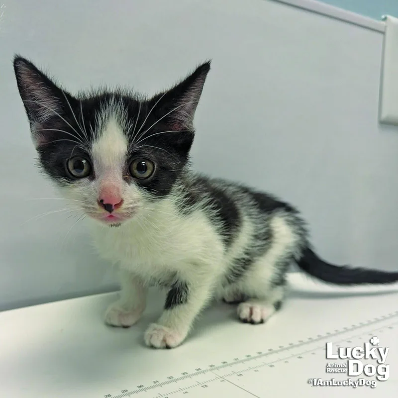 A baby medium-sized male Black & White / Tuxedo Domestic Short Hair cat named Dilly for adoption in Washington, DC