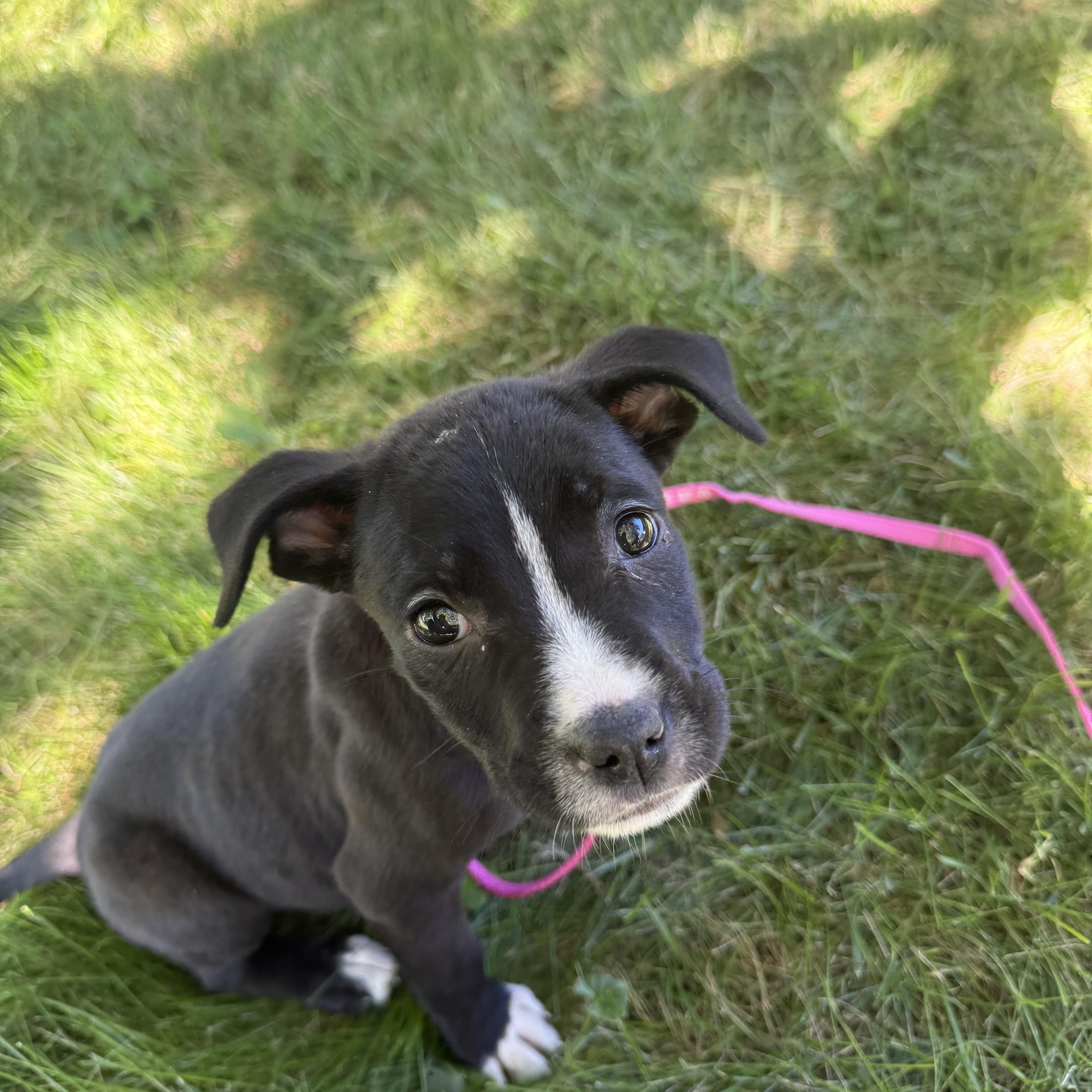 A baby medium-sized female American Staffordshire Terrier dog named Sharon for adoption in Davisburg, MI