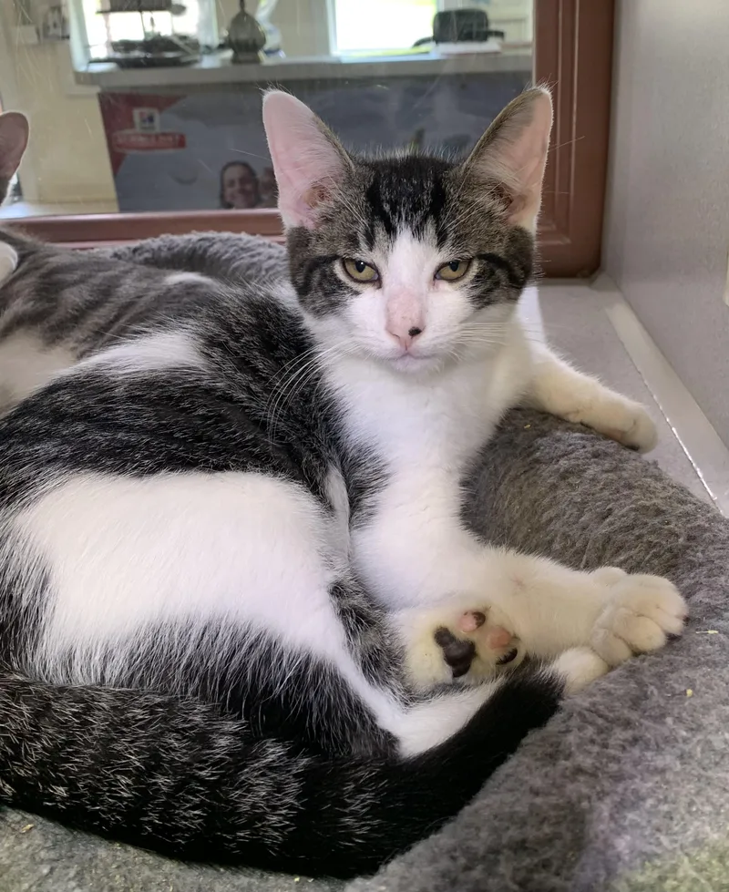 A young medium-sized male Tabby (Brown / Chocolate) Domestic Short Hair cat named Dewey for adoption in Massena, NY