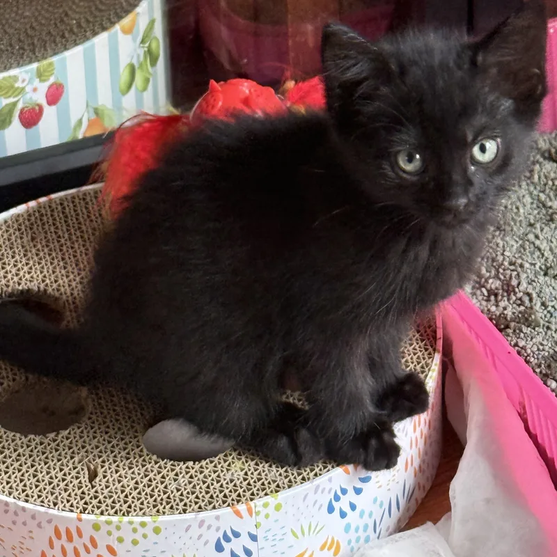 A baby medium-sized male Black Domestic Short Hair cat named Batman for adoption in Murfreesboro, TN