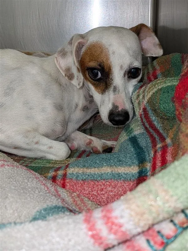 A young small-sized female Dachshund dog named Ella Langley for adoption in Austin, TX
