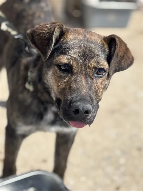 A young large-sized male Mixed Breed dog named Loki for adoption in Dallas, TX