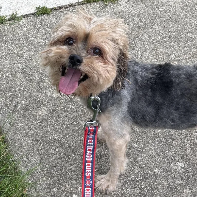 A senior small-sized female Yellow / Tan / Blond / Fawn Mixed Breed dog named Twist for adoption in Naperville, IL