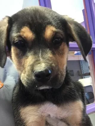A senior small-sized male Black German Shepherd Dog dog named Duke for adoption in El Paso, TX