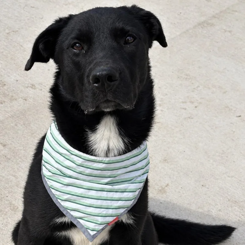 A young medium-sized male Black Labrador Retriever dog named Maxx for adoption in Pilot Point, TX
