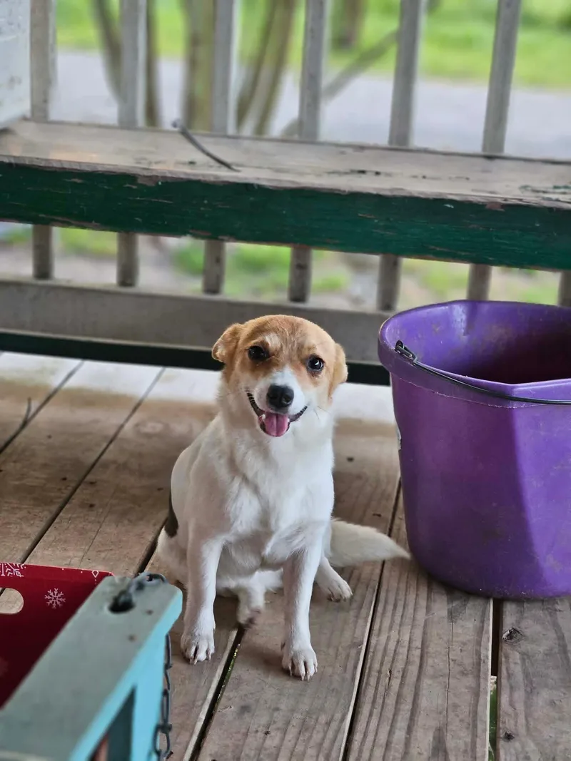 A young small-sized female Chihuahua dog named Peapie for adoption in Wakefield, RI