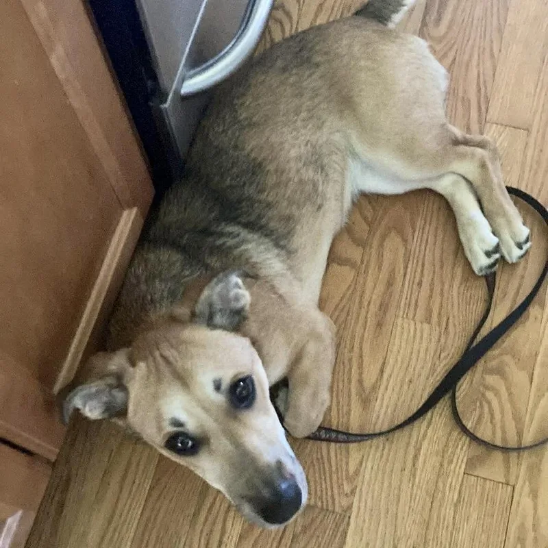 A baby medium-sized female Corgi dog named Agatha for adoption in Groveland, MA