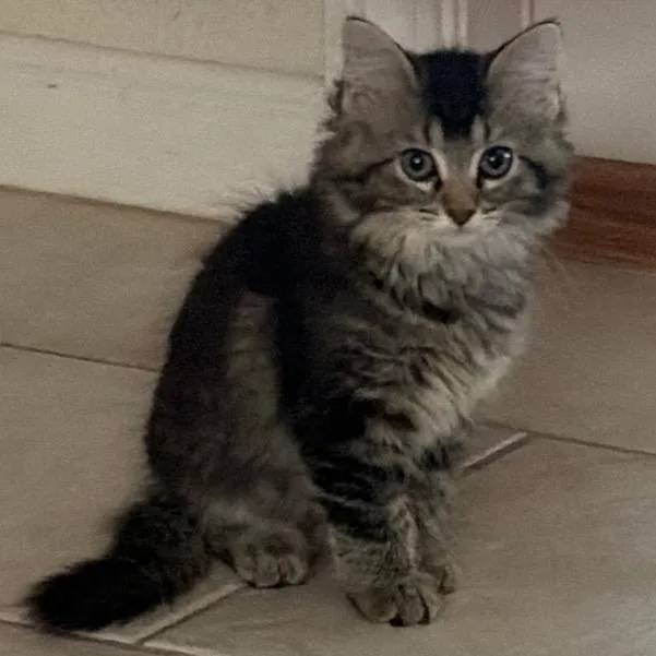 A baby small-sized female Black Domestic Long Hair cat named Peanut for adoption in League City, TX