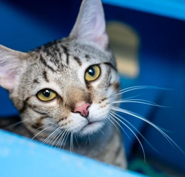 A young medium-sized male Domestic Short Hair cat named Nickle Fiv+ for adoption in Boston, MA