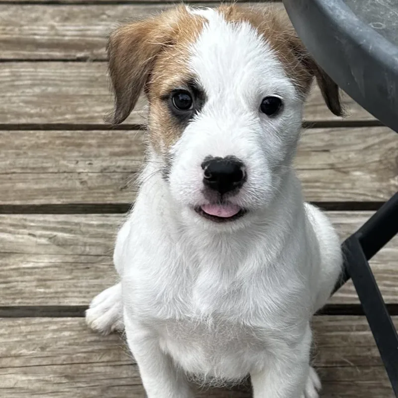 A baby small-sized male White / Cream Mixed Breed dog named Braford for adoption in Grinnell, IA