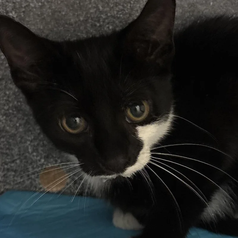 A baby small-sized male Black Domestic Short Hair cat named Sirius for adoption in Naples, FL