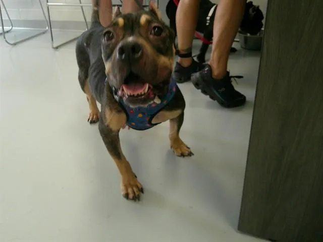 An adult medium-sized female American Bully dog named Mercedez for adoption in Ocala, FL