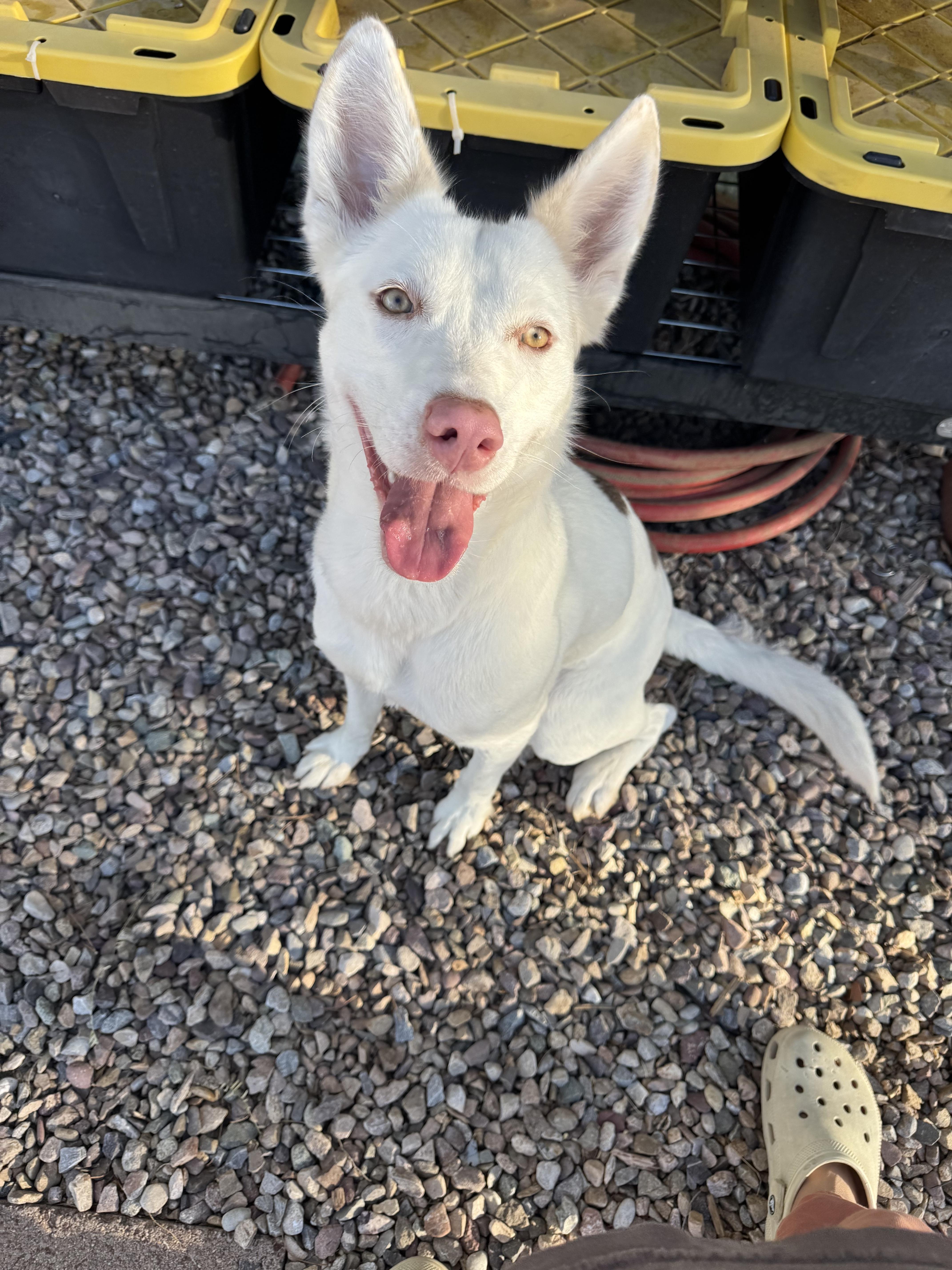 A young medium-sized female White / Cream Siberian Husky dog named Zelda for adoption in San Rafael, CA
