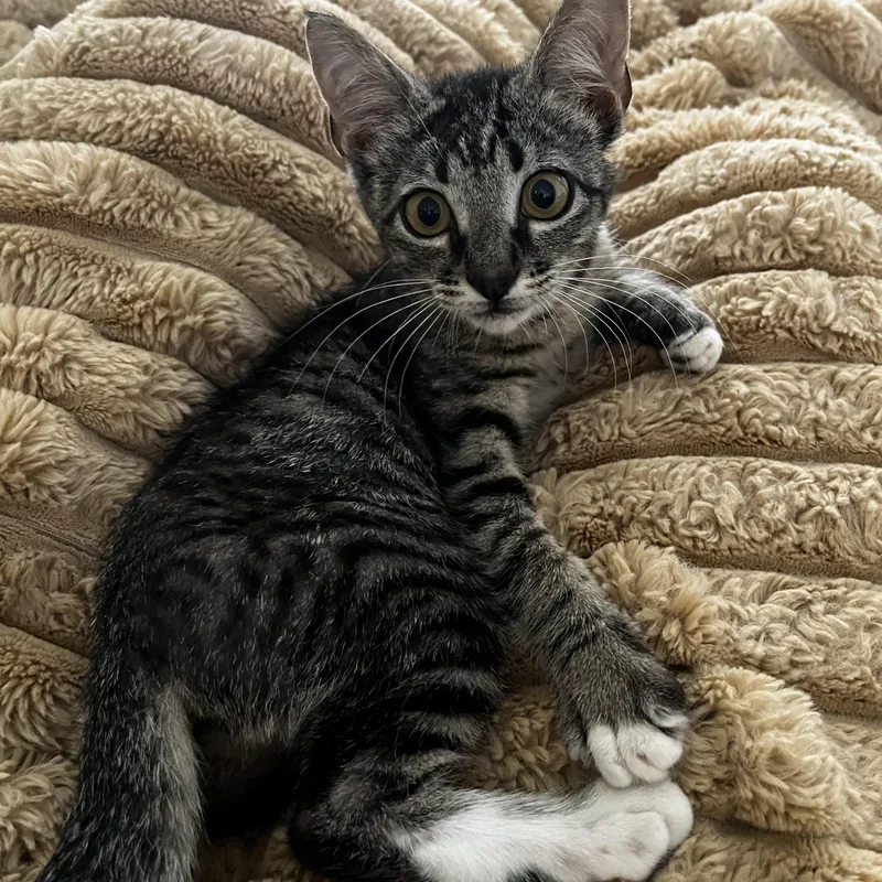 Mamas