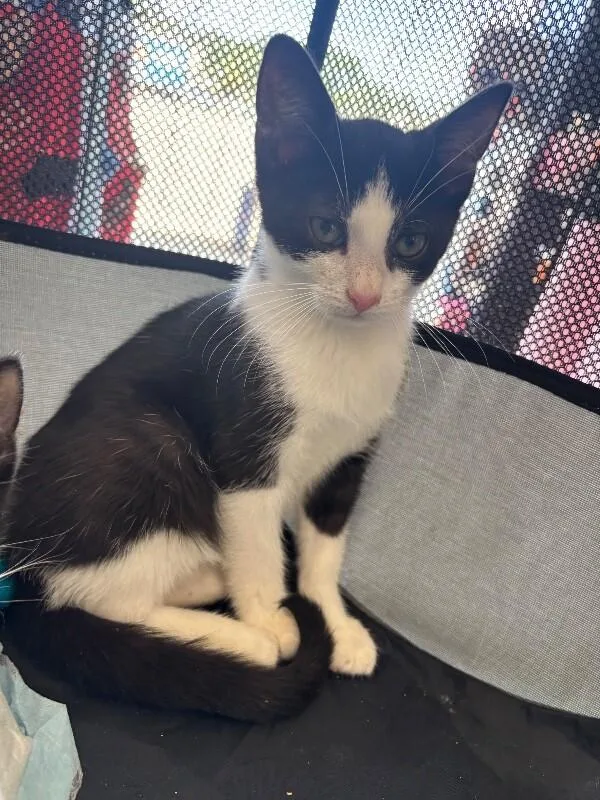 A young medium-sized male Black Domestic Short Hair cat named Adam for adoption in Grand Rapids, MI