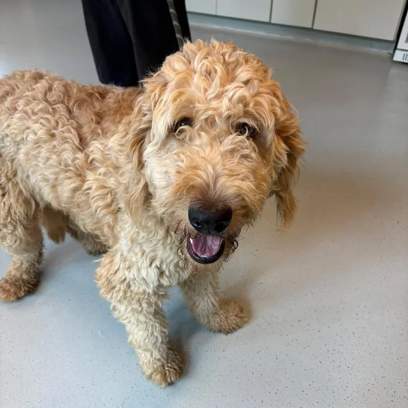 An adult medium-sized male Golden Mixed Breed dog named Caesar for adoption in Huntington, WV