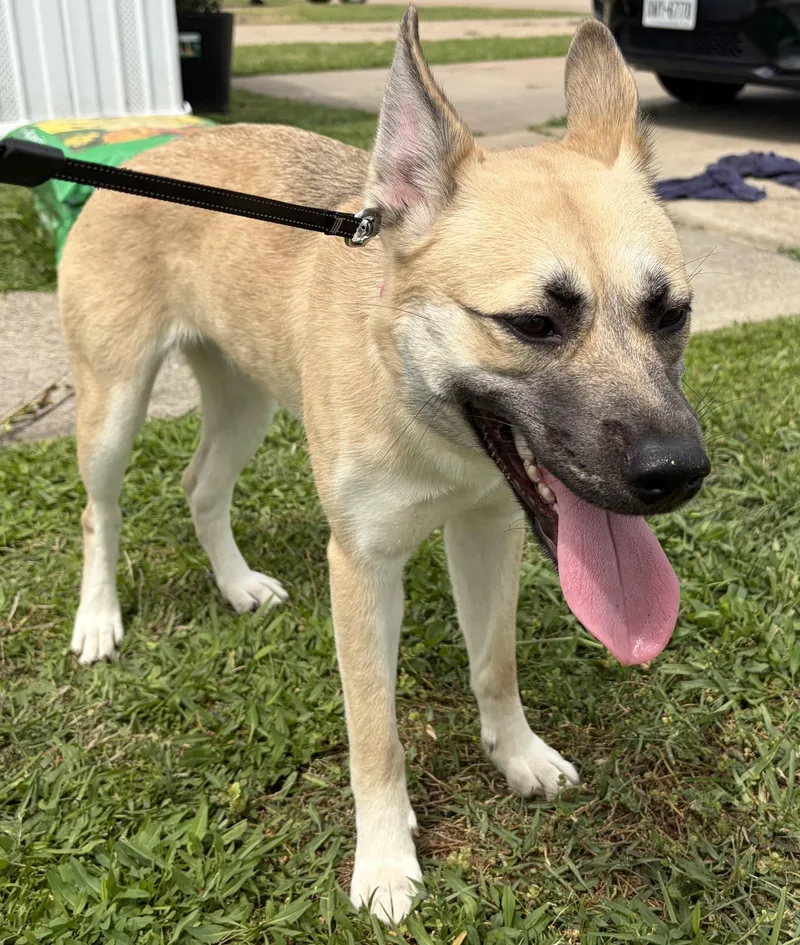 An adult medium-sized female Yellow / Tan / Blond / Fawn Shepherd dog named Artemis for adoption in Houston, TX