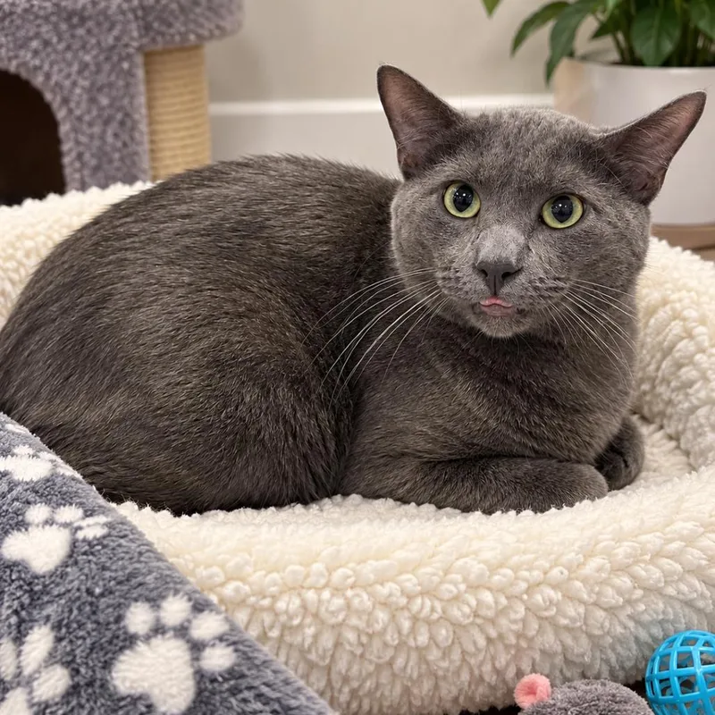 An adult small-sized male Gray / Blue / Silver Russian Blue cat named Boufy for adoption in Tustin, CA