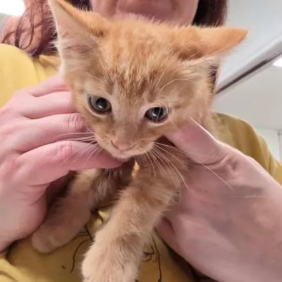 A baby small-sized male Orange / Red Domestic Short Hair cat named Bowker for adoption in Fredericksburg, VA