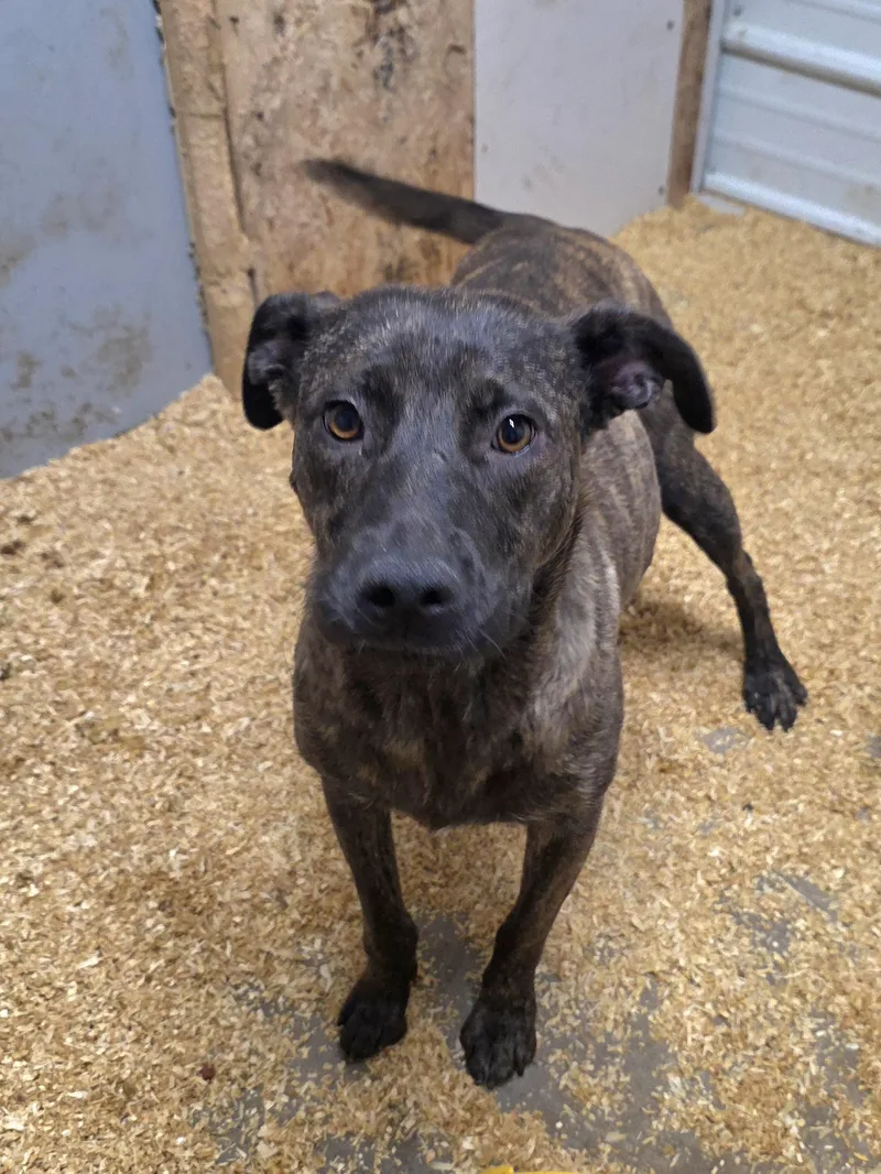 A baby large-sized female Dutch Shepherd dog named Liberty for adoption in Walthill, NE