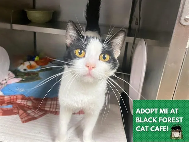 A young small-sized female Domestic Short Hair cat named Izzy for adoption in Fort Wayne, IN