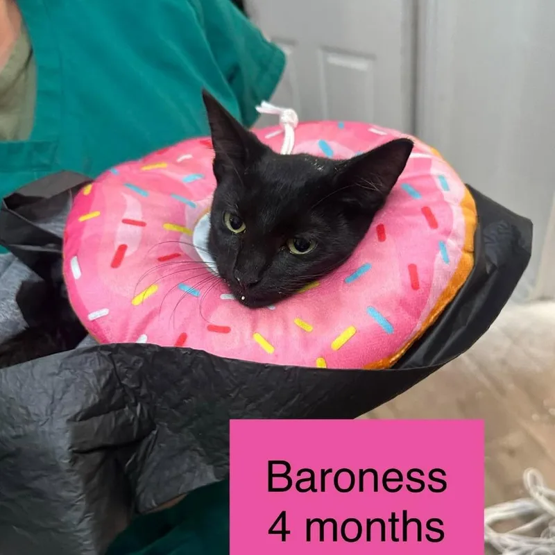 Baroness