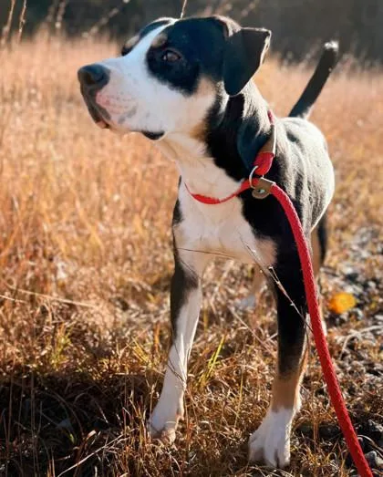 An adult large-sized male Mixed Breed dog named Clyde for adoption in Atlanta, GA