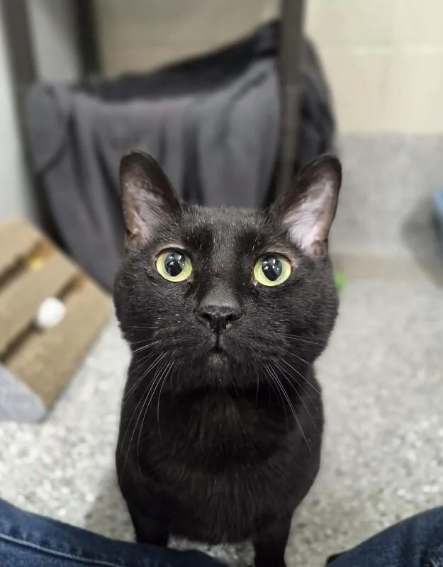 An adult medium-sized male Black Domestic Short Hair cat named Nim Galuu for adoption in Fruit Heights, UT