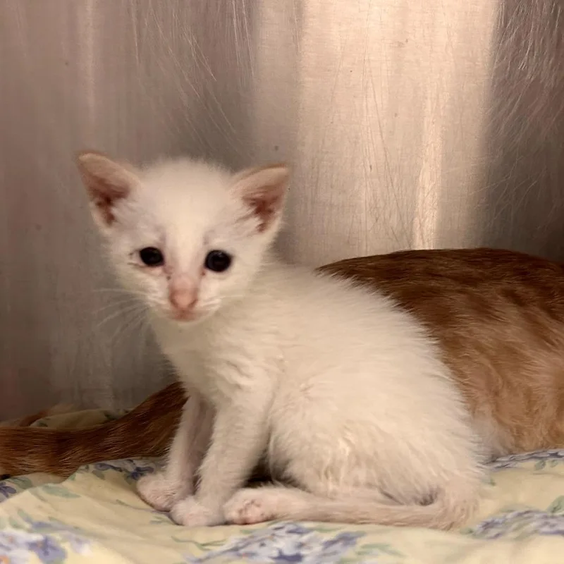 A baby small-sized male White Domestic Short Hair cat named Payday for adoption in Edinburg, TX