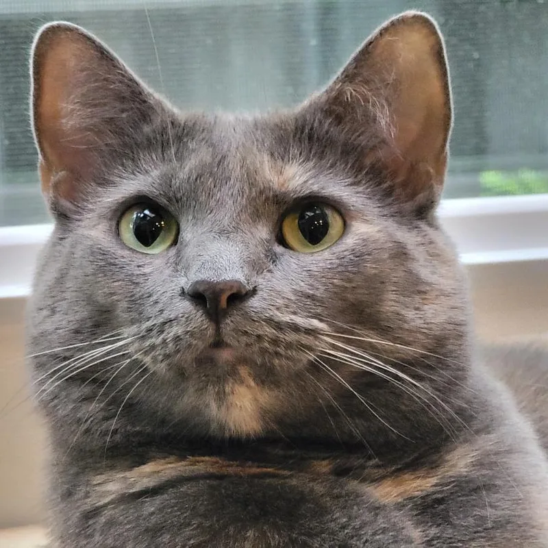 A senior small-sized female Tortoiseshell Domestic Short Hair cat named Koshka Rockbridge for adoption in Merrifield, VA
