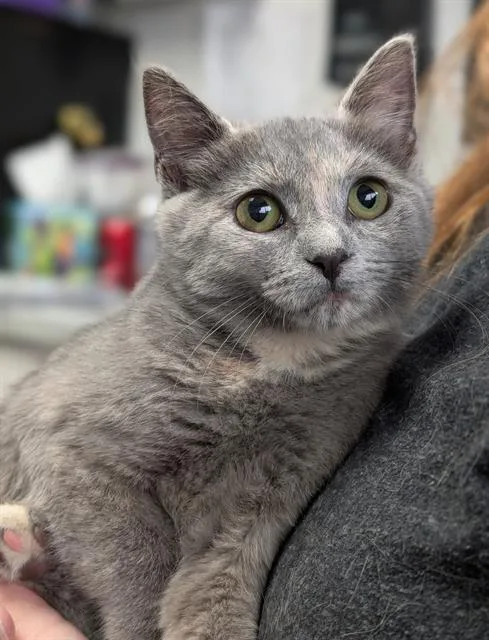 A baby small-sized female Domestic Short Hair cat named Connita for adoption in Canfield, OH