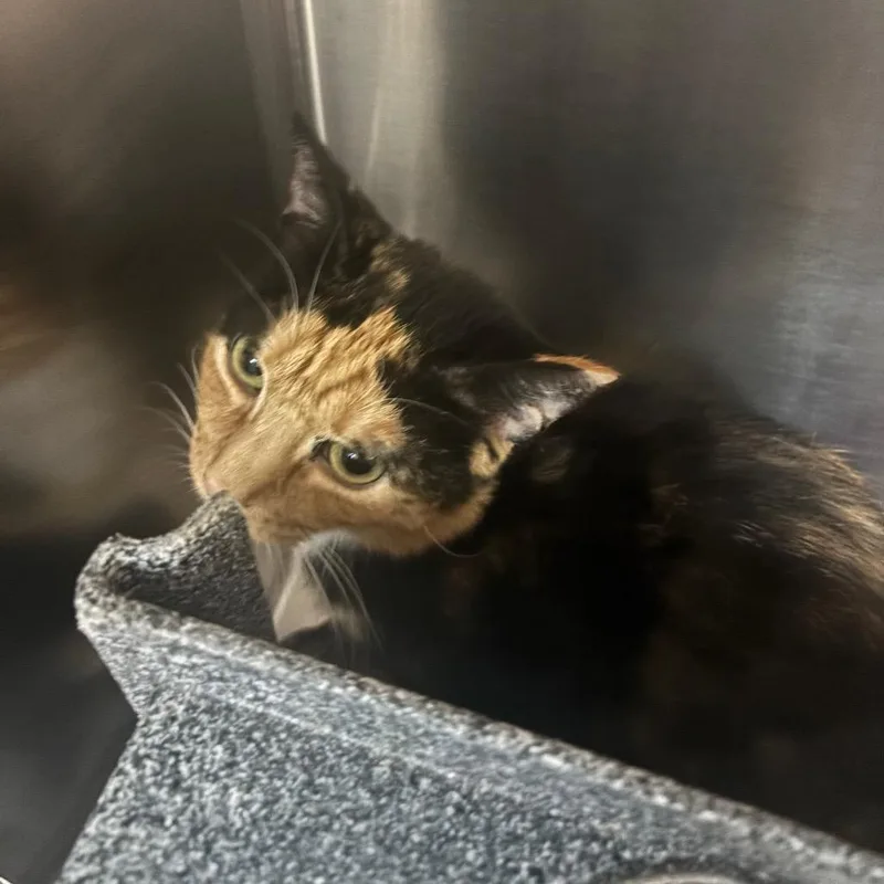 An adult medium-sized female Orange / Red Domestic Short Hair cat named Amira for adoption in Newark, NJ