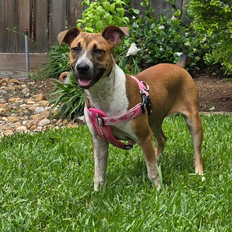 A young medium-sized female Brown / Chocolate Shepherd dog named Riley for adoption in Montgomery, TX