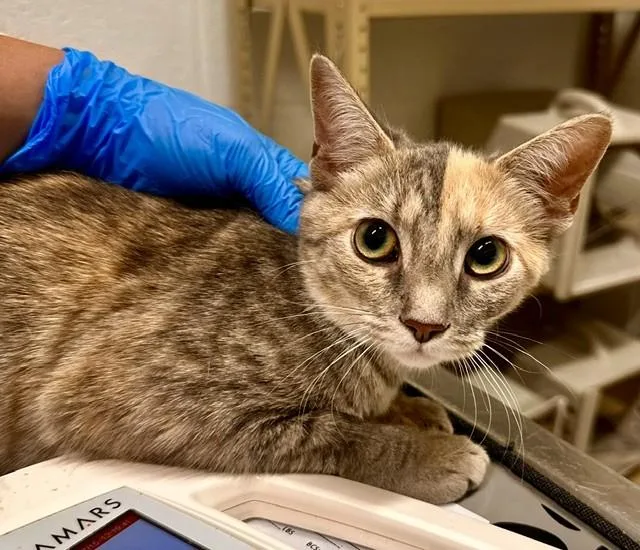 A young medium-sized female Domestic Short Hair cat named Dusty for adoption in Derwood, MD