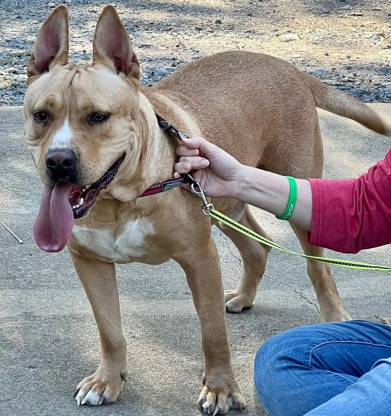 Scooby A thumbnail 2