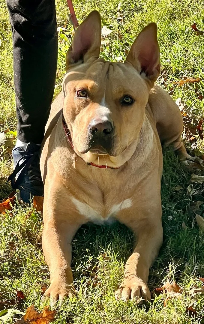 Scooby A thumbnail 3