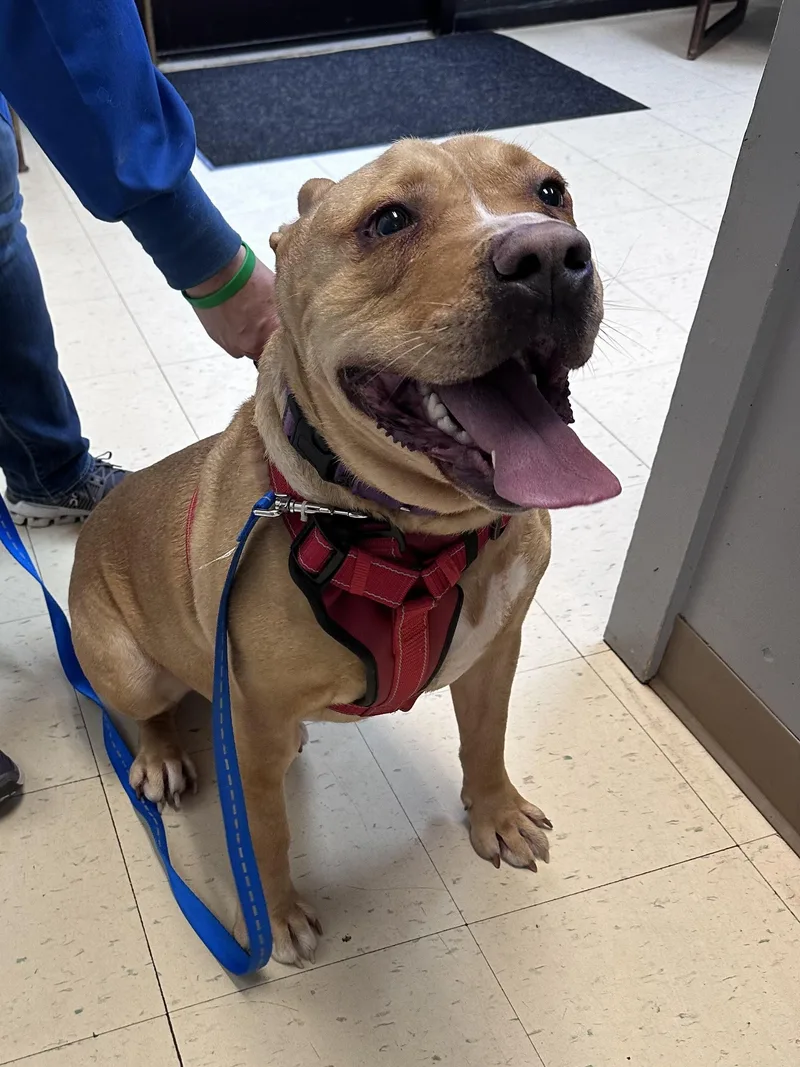 Scooby A thumbnail 4