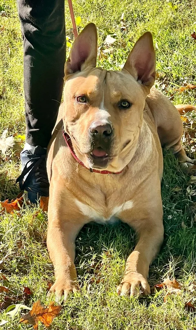 Scooby A thumbnail 5