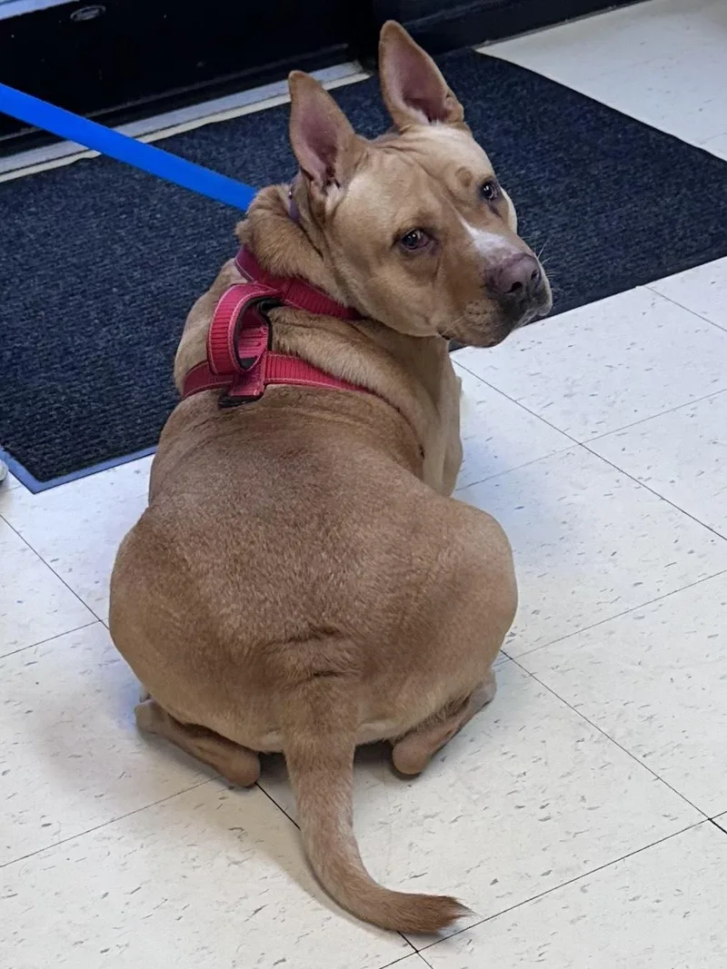 Scooby A thumbnail 6