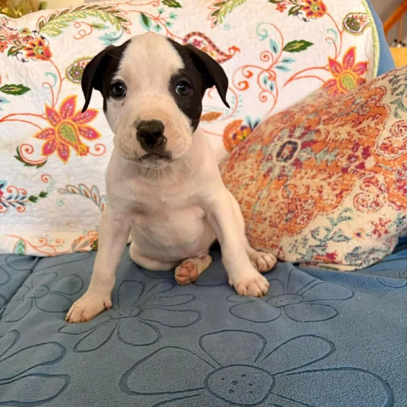 A baby medium-sized male White / Cream Mixed Breed dog named Flip for adoption in Fredericksburg, VA