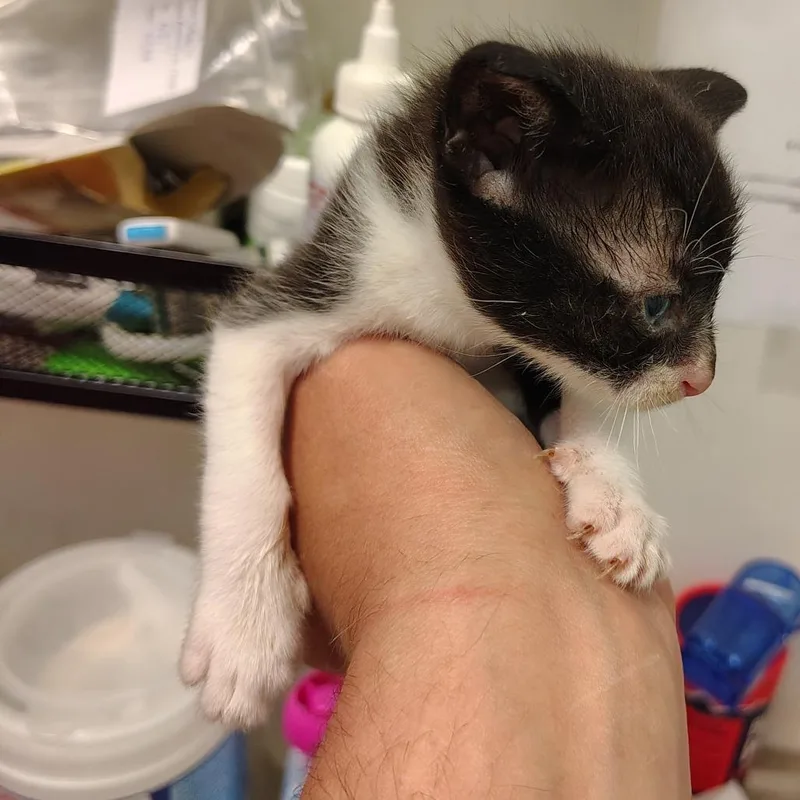 A baby small-sized male Black Domestic Short Hair cat named Corn Flake for adoption in Coos Bay, OR