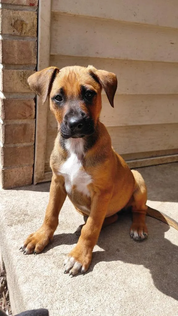 A baby medium-sized female Mixed Breed dog named Ali Gator for adoption in sun prairie, WI