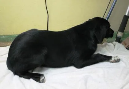 A baby large-sized female Labrador Retriever dog named Debbie for adoption in Picayune, MS