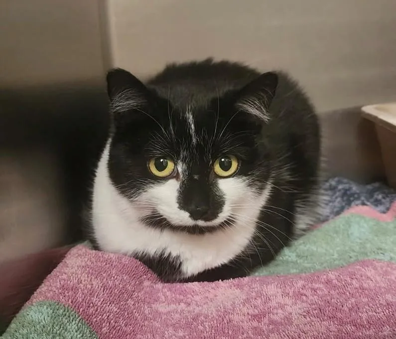 An adult medium-sized female Black Domestic Short Hair cat named Oreo for adoption in Prudenville, MI