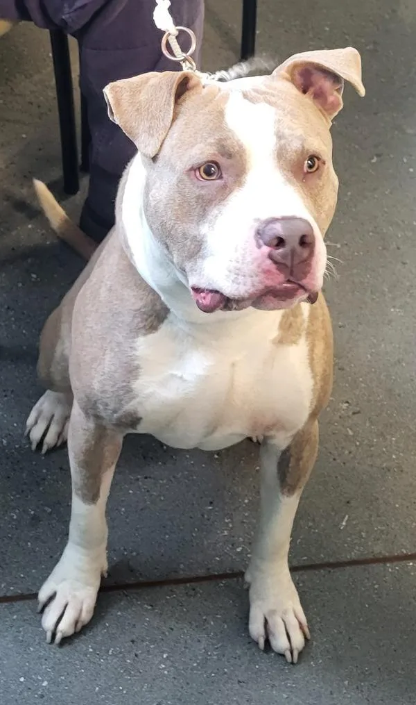 An adult large-sized male Pit Bull Terrier dog named Pen  Zues for adoption in Lawrenceville, GA