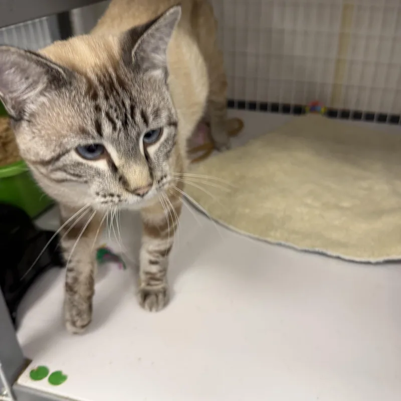 A young medium-sized male Applehead Siamese cat named Benson for adoption in Senatobia, MS