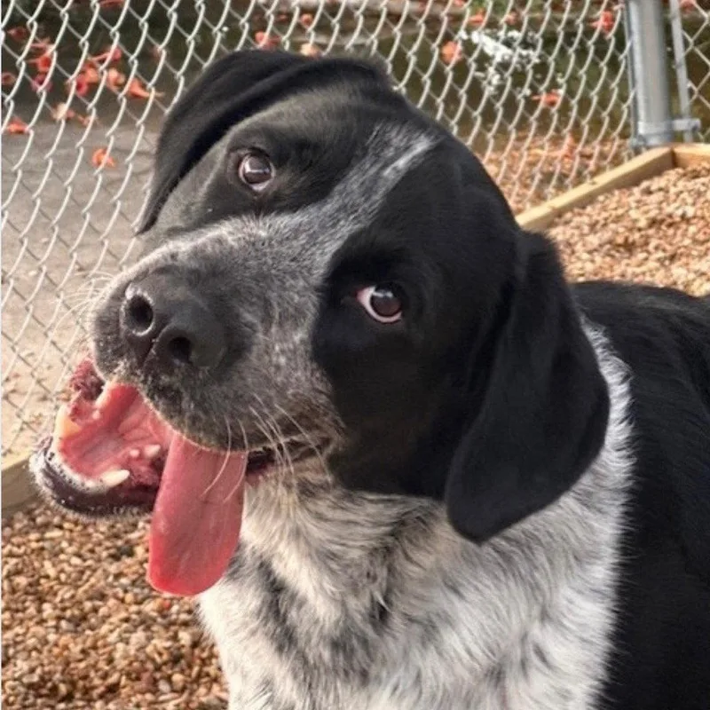 Tuxedo